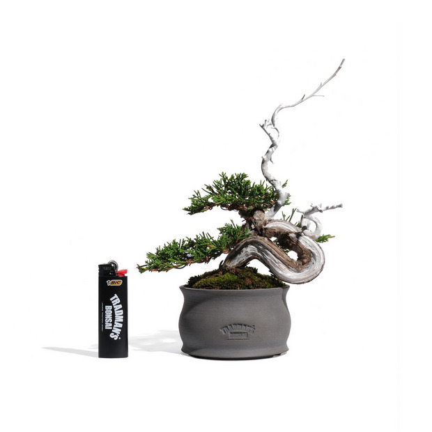 真柏 -半懸崖- (推定樹齢20年) 詳細画像